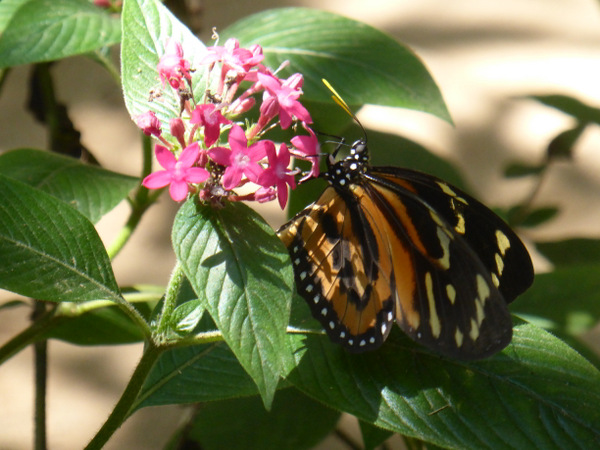 Bolivia Santa Cruz Biocentro Guembe Butterfly