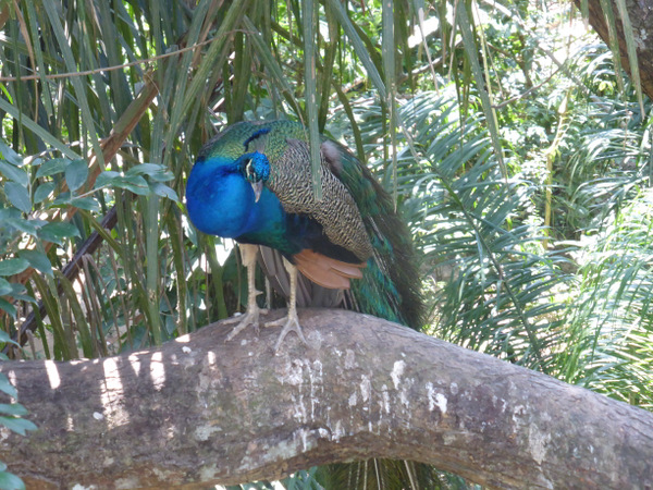 Bolivia Santa Cruz Biocentro Guembe Peacock